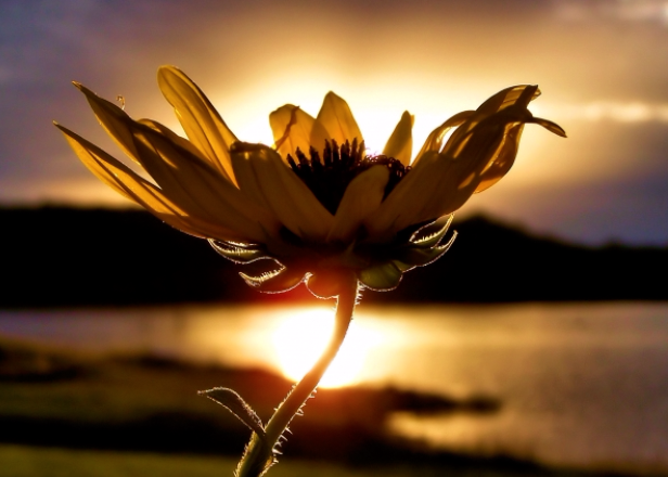 Ayurveda Health Auckland