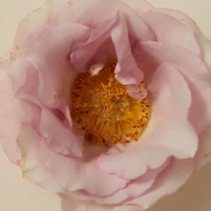 Smoking Rose perfume - 15 ml roller